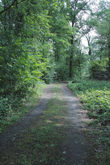 path in the forest