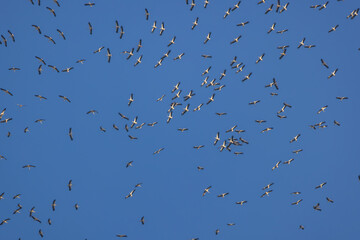 Storks on the migration route are floating in the air
