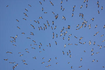 Storks on the migration route are floating in the air