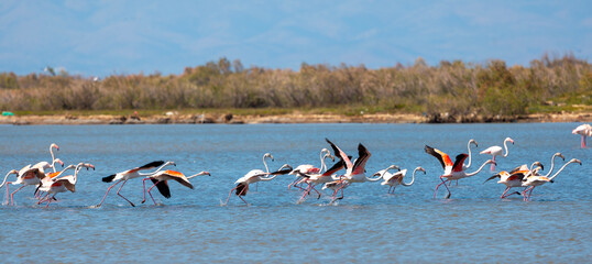 large waterfowl resting in the water, Greater Flamingo, Phoenicopterus roseus