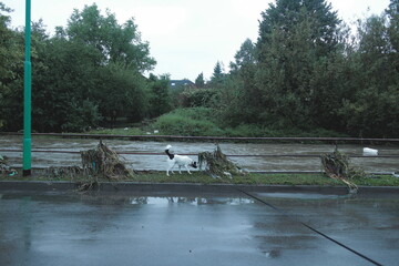 high river level during flood