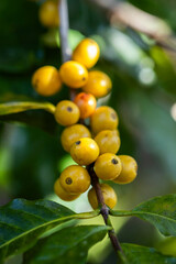 coffee berries by agriculture. Coffee beans ripening on the tree in North of Thailand