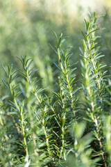 Fresh Rosemary Herb grow outdoor. Rosemary leaves Close-up.