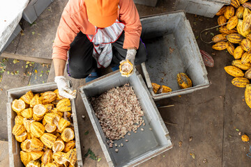 Cocoa beans and cocoa pod on a wooden surface.