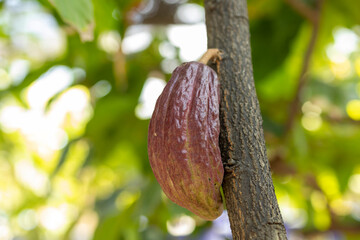 Cacao Tree (Theobroma cacao). Organic cocoa fruit pods in nature.