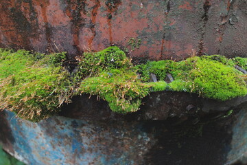moss on old concrete mixer