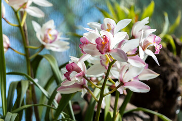 White phalaenopsis orchid flower on bokeh of green leaves background. Beautiful close-up of