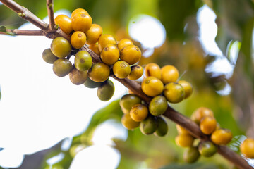 coffee berries by agriculture. Coffee beans ripening on the tree in North of Thailand