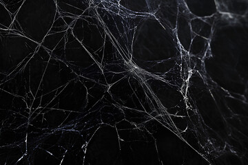 Real creepy spider webs on black banner