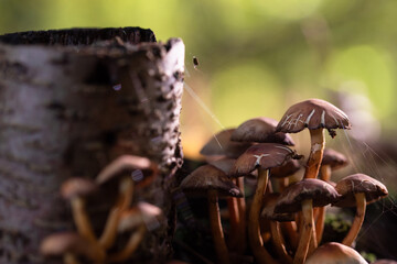 Grzyby w jesiennym lesie.