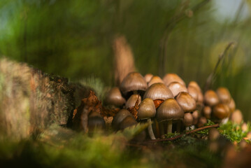 Grzyby w jesiennym lesie. © Elżbieta Kaps