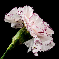 White carnation Pastel Damascus on a black background