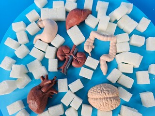 Models of human internal organs and sugar cube