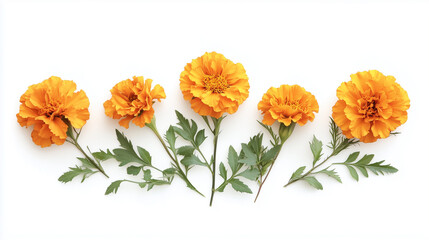 Obraz premium Calendula flowers isolated on white background. Carnelian for days of the dead. Dia de los Muertos.