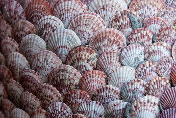 close up of a seashell