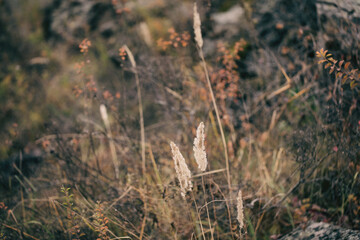 Beautiful atmospheric dry herbs in late autumn, selective focus, blur