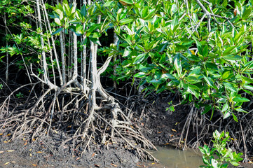mangrove tree in the mangrove
