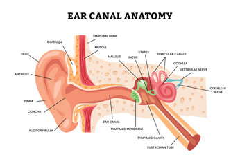 Ear canal anatomy infographic poster design for education, Ears inner structure, organ of hearing vector illustration, human auditory system inner organ hear structure stapes vestibular auditory nerve