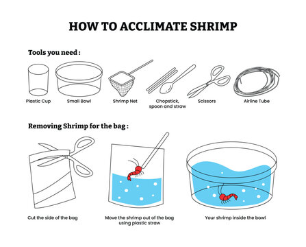 Set of how to acclimate shrimp step by step infographic poster design, with shrimp net, scissors, airline tube, plastic cup, bowl, adjust to the temperature process vector illustration.