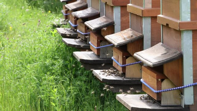 Ruches avec des abeilles dans une prairie