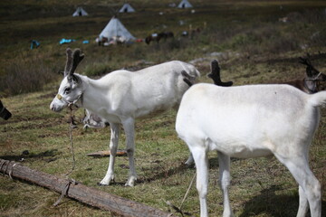 deer, reindeer, fawn, grand deer, antler, asia, russia, new year, christmas, tent wildlife, mongolia