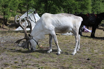 deer, reindeer, fawn, grand deer, antler, asia, russia, new year, christmas, tent wildlife, mongolia
