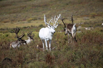 deer, reindeer, fawn, grand deer, antler, asia, russia, new year, christmas, tent wildlife, mongolia