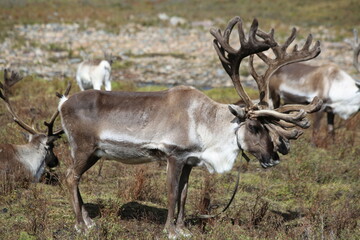 deer, reindeer, fawn, grand deer, antler, asia, russia, new year, christmas, tent wildlife, mongolia