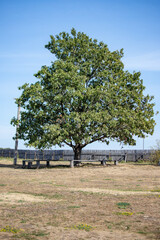 A large tree stands in a field with a bench underneath it