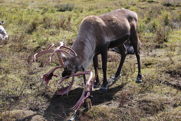 deer, reindeer, fawn, grand deer, antler, asia, russia, new year, christmas, tent wildlife, mongolia