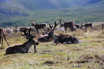 deer, reindeer, fawn, grand deer, antler, asia, russia, new year, christmas, tent wildlife, mongolia
