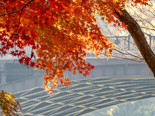 鉄橋を背景に逆光の紅葉