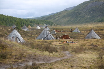deer, reindeer, fawn, grand deer, antler, asia, russia, new year, christmas, tent wildlife, mongolia