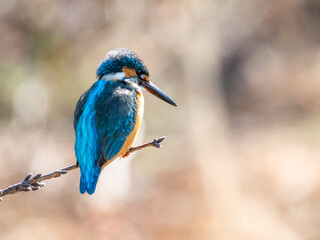 獲物を探して小枝にとまるカワセミ