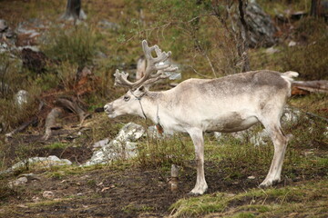 deer, reindeer, fawn, grand deer, antler, asia, russia, new year, christmas, tent wildlife, mongolia
