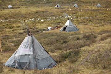 deer, reindeer, fawn, grand deer, antler, asia, russia, new year, christmas, tent wildlife, mongolia