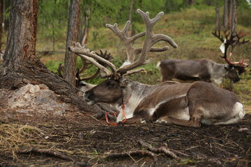 deer, reindeer, fawn, grand deer, antler, asia, russia, new year, christmas, tent wildlife, mongolia
