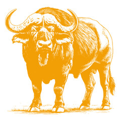 buffalo vector illustration