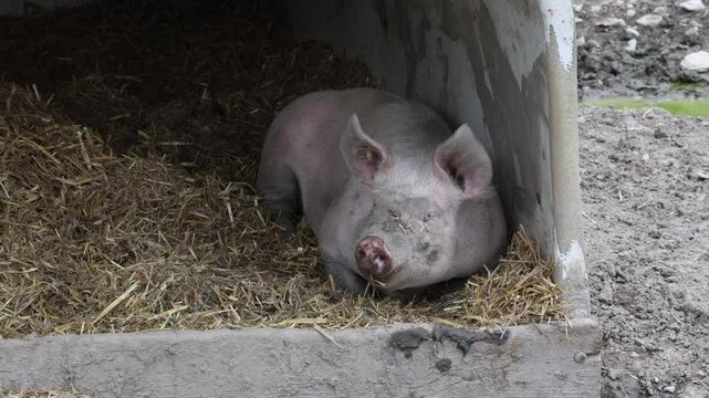 Cochon dans sa bauge