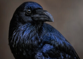 A close up of a Raven