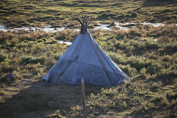 Obraz premium deer, reindeer, fawn, grand deer, antler, asia, russia, new year, christmas, tent wildlife, mongolia