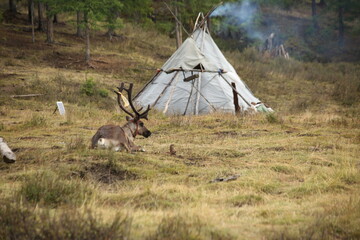 deer, reindeer, fawn, grand deer, antler, asia, russia, new year, christmas, tent wildlife, mongolia