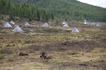 deer, reindeer, fawn, grand deer, antler, asia, russia, new year, christmas, tent wildlife, mongolia