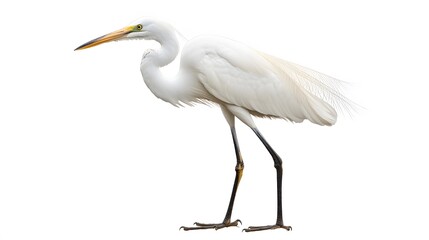 Obraz premium Great egret isolated on white background. 