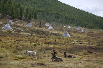 Fototapeta premium deer, reindeer, fawn, grand deer, antler, asia, russia, new year, christmas, tent wildlife, mongolia