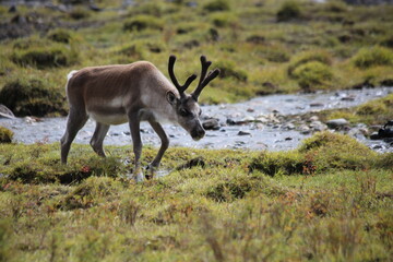 deer, reindeer, fawn, grand deer, horn, asia, russia, new year, christmas,