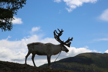 Fototapeta premium deer, reindeer, fawn, grand deer, horn, asia, russia, new year, christmas,
