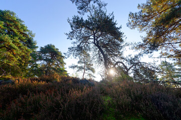 Coquibus hill in the Fontainebleau Massif