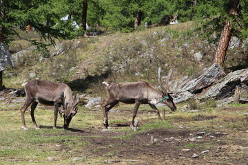 deer, reindeer, fawn, grand deer, horn, asia, russia, new year, christmas,