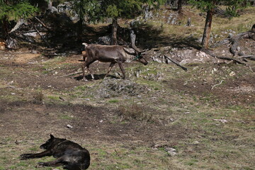 deer, reindeer, fawn, grand deer, horn, asia, russia, new year, christmas,